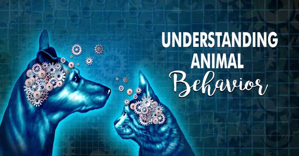 Animal Behavior