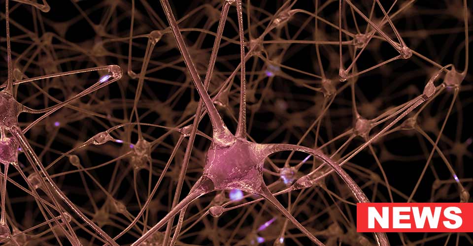 Study Links Genetic Disruption In Brain Cell-development To Mental Disorders