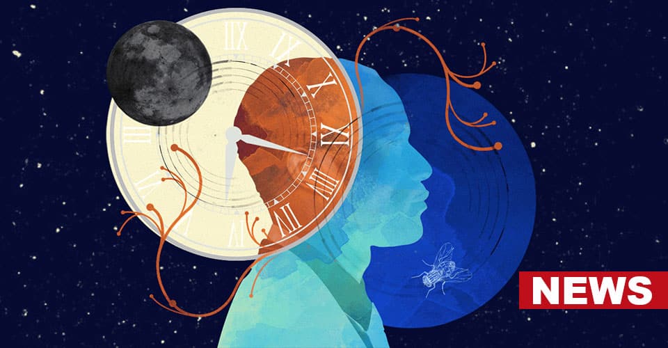 The Biological Clock Does Not Influence Task Performance, Study Suggests