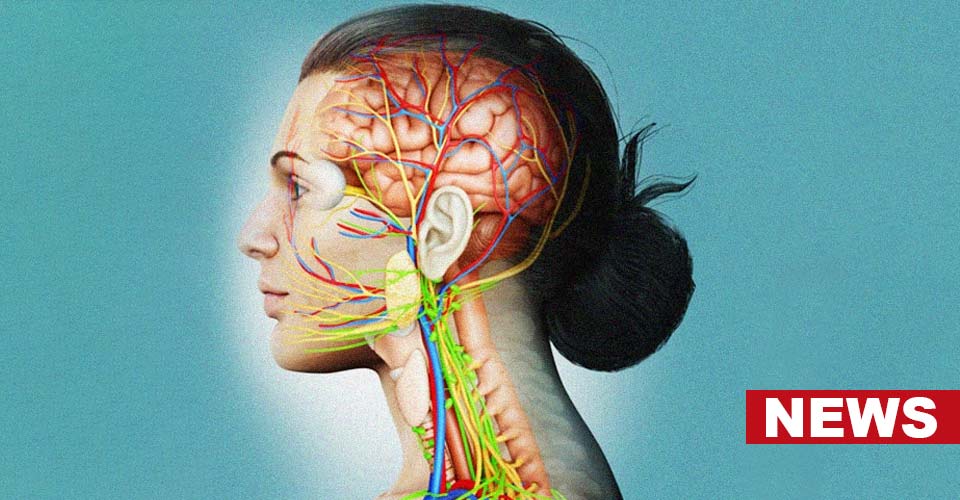 Vagus Nerves Help Us In Learning New Skills, Study Finds