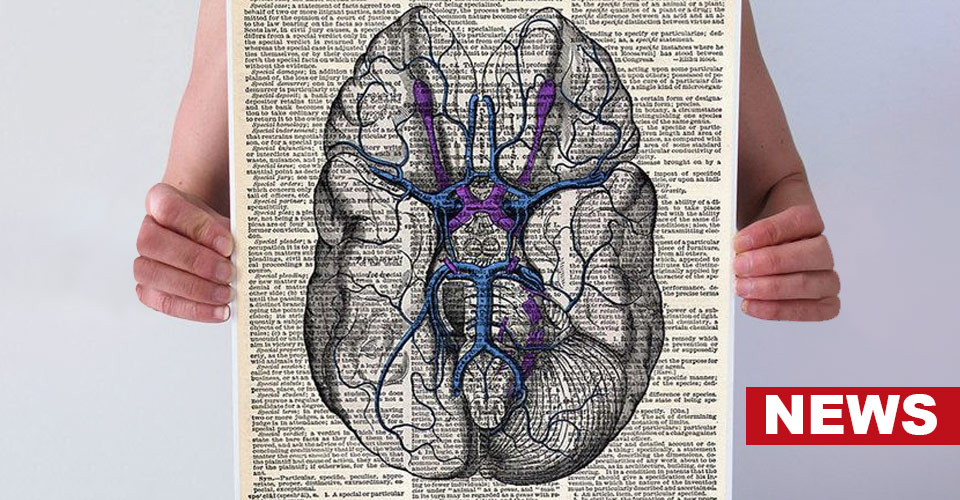 Why Human Brains Are Different From The Brains Of Animals?