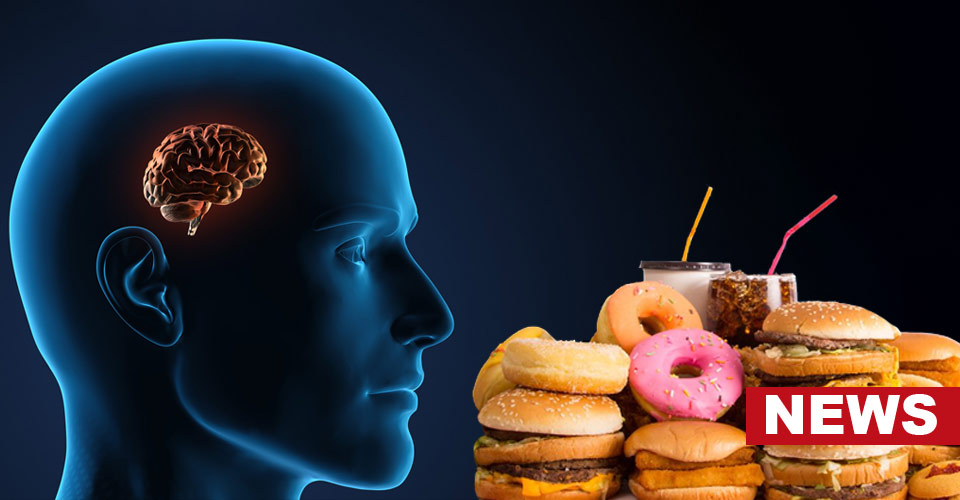 Do High-Fat Diets Shrink The Brain? Study Reveals