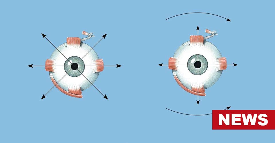 Research Finds What Eye Movements Reveal About Us