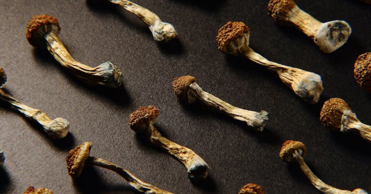 Midflight Crisis Sparks Questions About Magic Mushrooms, Sleep Deprivation, and Psychosis