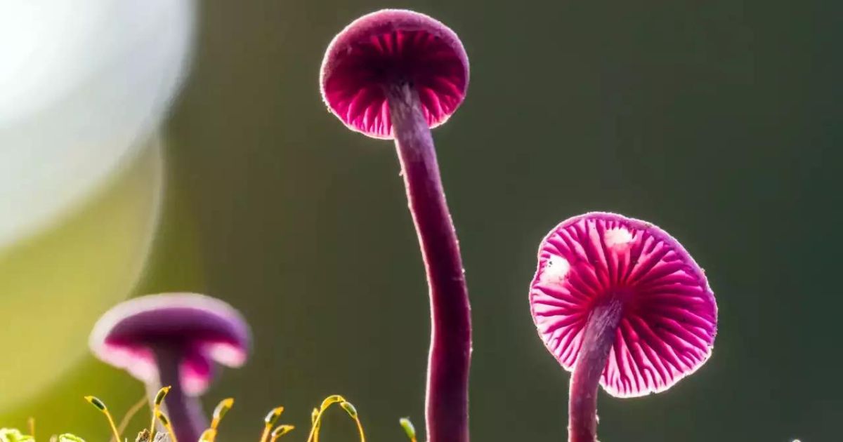 Unlocking the Therapeutic Potential of Psilocybin, Mushrooms Offer New Hope for Mental Disorders