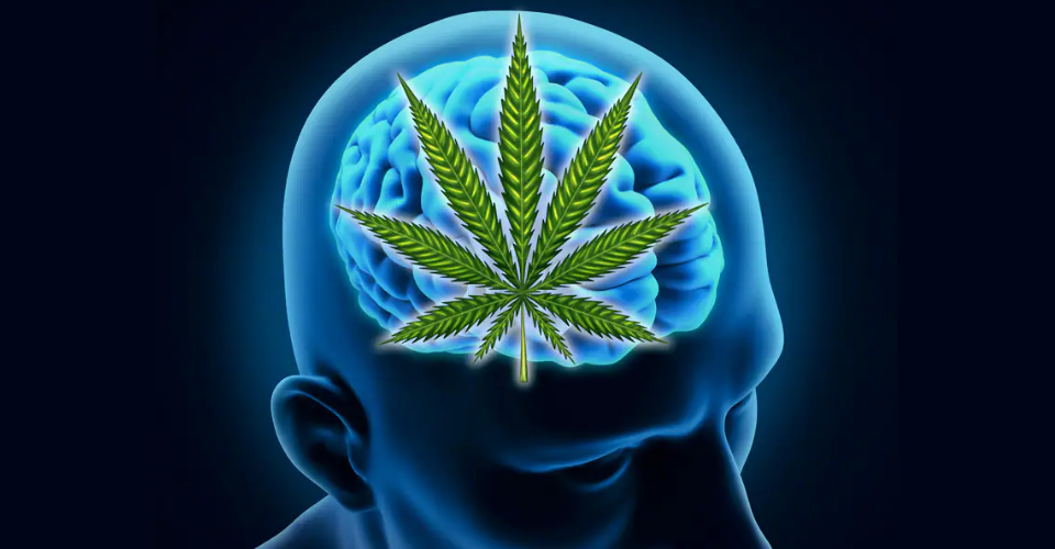 Understanding the Link Between Cannabis Use and Psychotic Symptoms: What You Need to Know