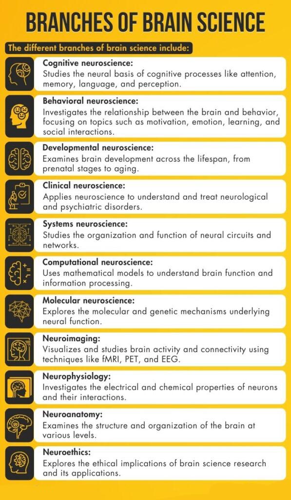 Branches Of Brain Science 597x1024 1