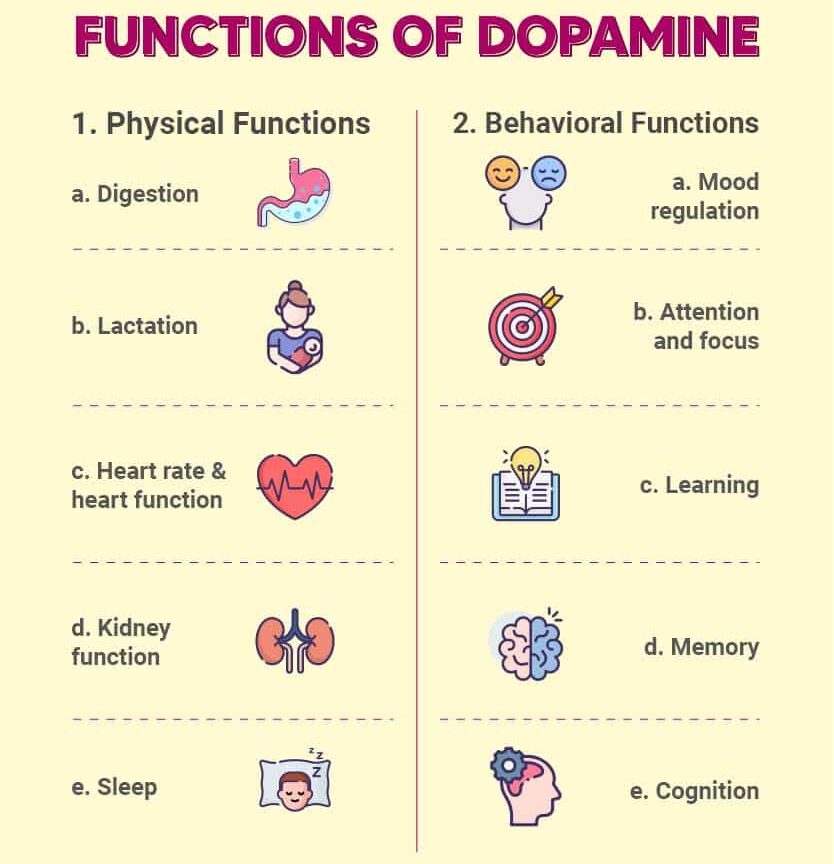 function-of-dopamine